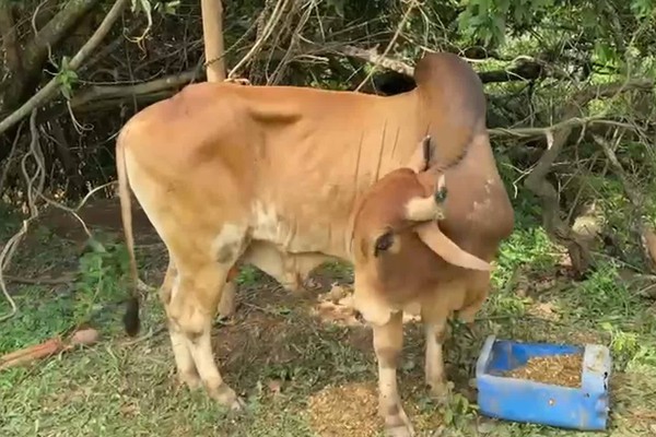 Boi que mobilizou resgate no bairro Copacabana volta a se levantar após dias de cuidados intensos