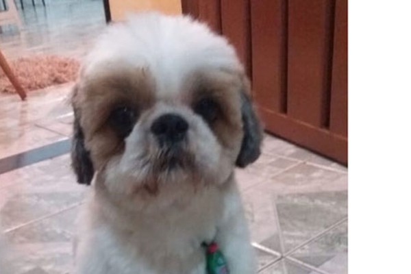 Shitzu que atende pelo nome de Lupe desaparece em Patos de Minas e dono pede ajuda para encontrá-lo