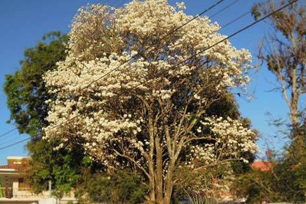 Depois dos Ipês Amarelos, chegou a vez dos Ipês Brancos colorirem a paisagem