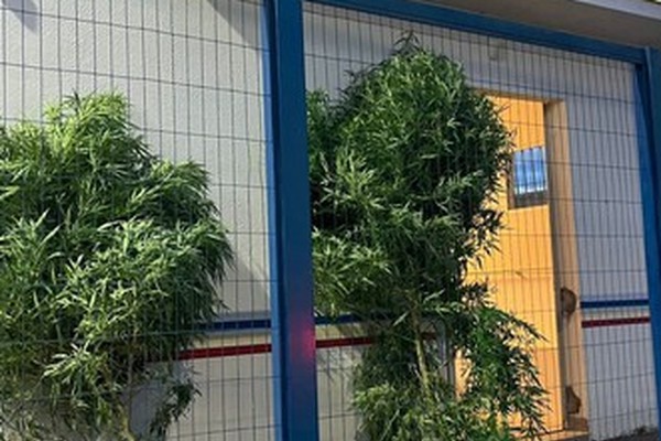 PM apreende pés de maconha enormes e prende homem por resistência e desobediência em Guimarânia
