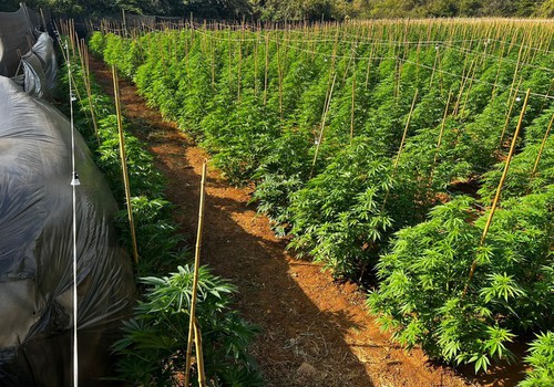 Polícia Civil prende responsáveis por impressionante lavoura com 6 mil pés de maconha