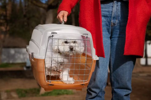 Animais de estimação poderão viajar nos ônibus intermunicipais, mas terão que pagar passagem