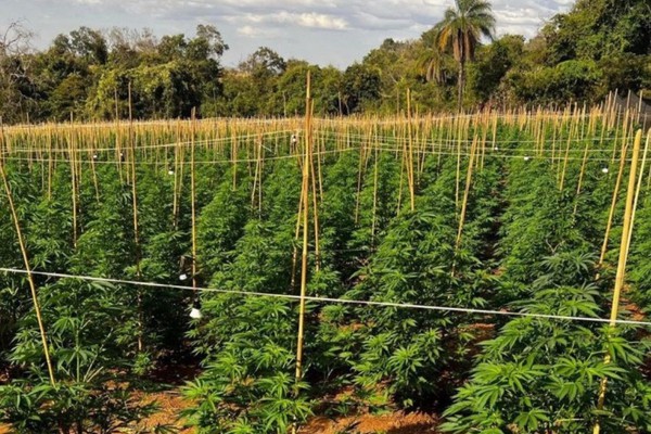 Polícia Civil indicia cinco por cultivo de enorme plantação de maconha em Coromandel