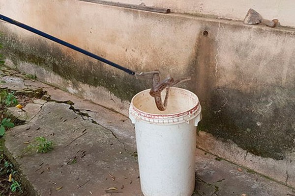 Serpente é capturada pelos bombeiros ao levar pânico a moradora em Patos de Minas