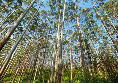 Empresários são condenados a pagar R$100 mil além de ressarcir safra de eucaliptos perdida por uso de agrotóxico em Coromandel