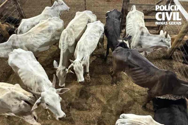 Gado furtado em Lagamar é recuperado pela Polícia Civil instantes antes de ser vendido em leilão