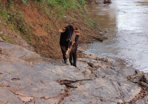Bombeiros escavam rampa na enxada para salvar boi ilhado no Rio Paranaíba, em Patos de Minas