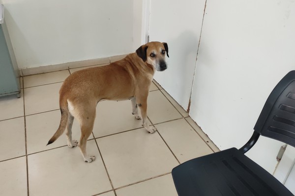 Cadelinha fica dias à espera do dono na porta da UPA de Patos de Minas e emociona; veja